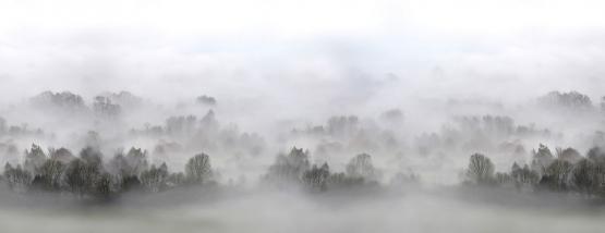 Fototapeta ścienna z motywem lasu-Mgła o poranku-Widok wzoru
