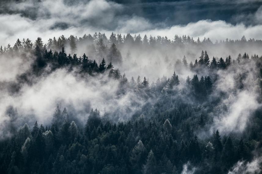 fototapeta las we mgle - niebieska tonacja - wzór