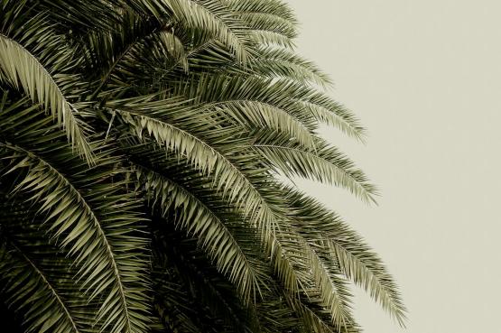Fototapeta ścienna- palmowe liście- wzór