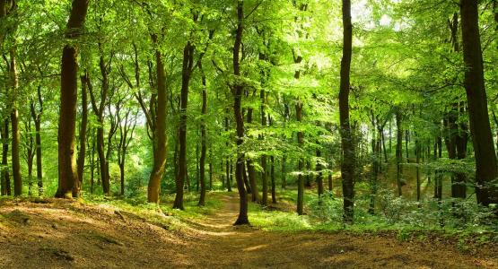 Fototapeta w tonacji zielonej z lasem-Widok wzoru