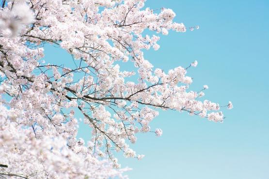 fototapeta ścienna z motywem drzewa kwitnącego wiosną-widok wzoru