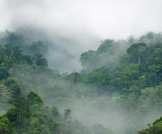 Fototapety las we mgle - na wymiar - widok wzoru