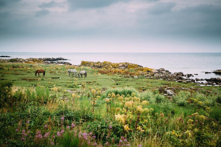 Fototapeta ścienna Bareback - widok na wybrzeże - konie - pole - skandynawia