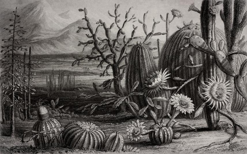 fototapeta ścienna w stylu retro - kaktusy na pustyni - wzór