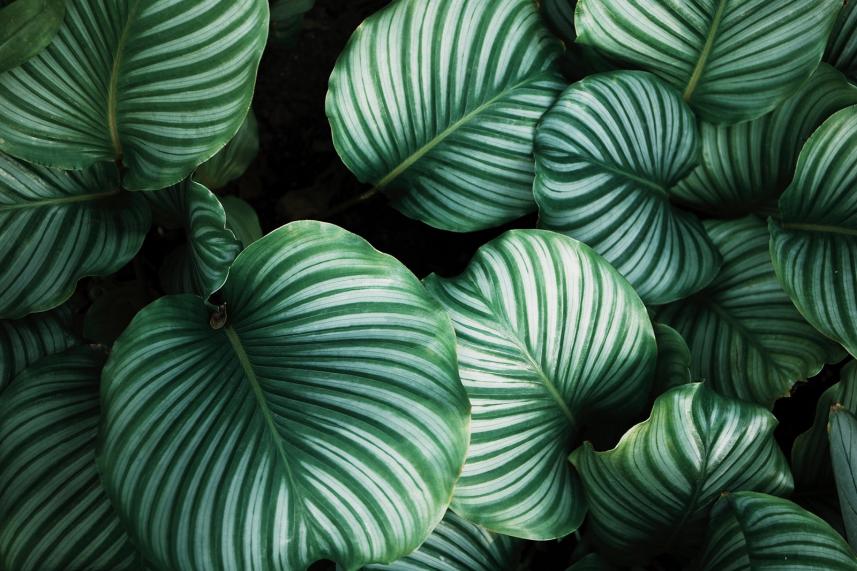 fototapeta ścienna w stylu retro - duże zielone liście tropikalne  - wzór