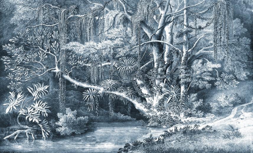 fototapeta z motywami dżungli - wzór