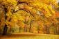 Fototapeta na ścianę 3D z motywem żółtych drzew-Widok wzoru