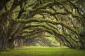 Fototapeta ścienna 3D -Magiczne drzewa-Widok wzoru