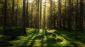 Fototapeta ścienna Forest Bath - widok na las - skandynawia