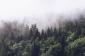 fototapeta las we mgle - aranżacja salon