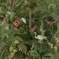 tapeta ścienna w żurawie - zielony - Holden Cascading Gardens 91442